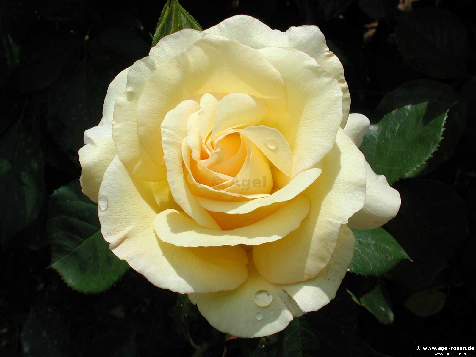 Сорт розы Beatrice