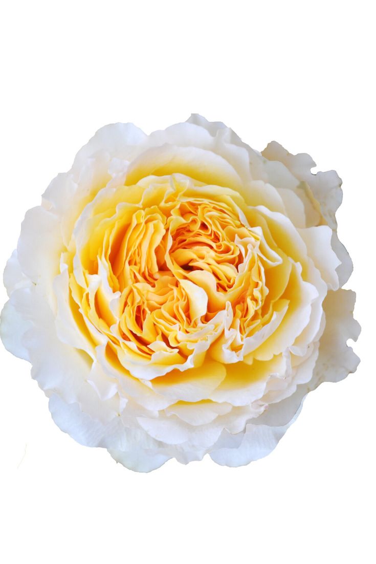 Пионовидная роза Беатрис