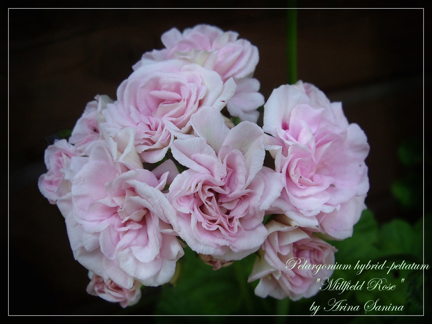 таира сибирская роза пеларгония фото