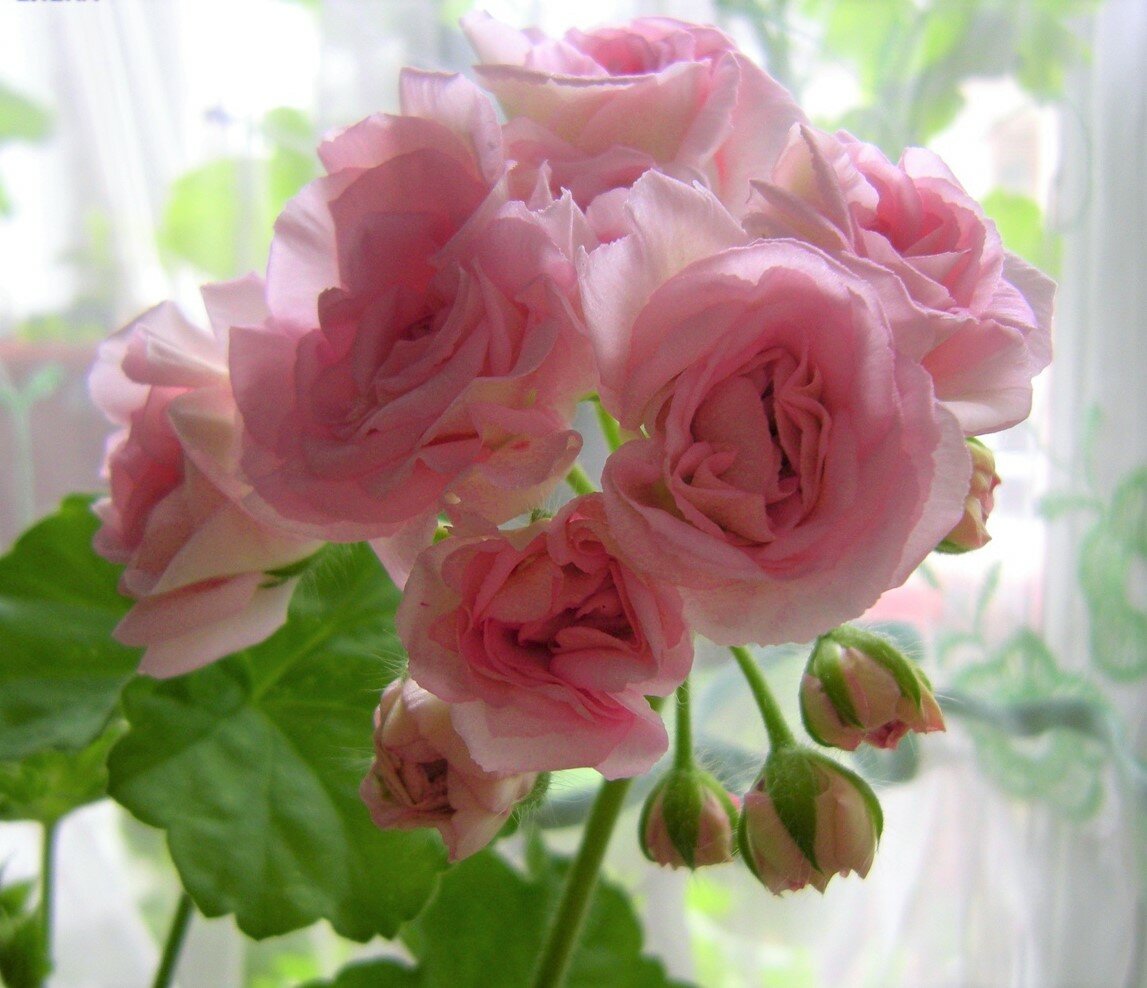 пеларгония ю дикая роза фото