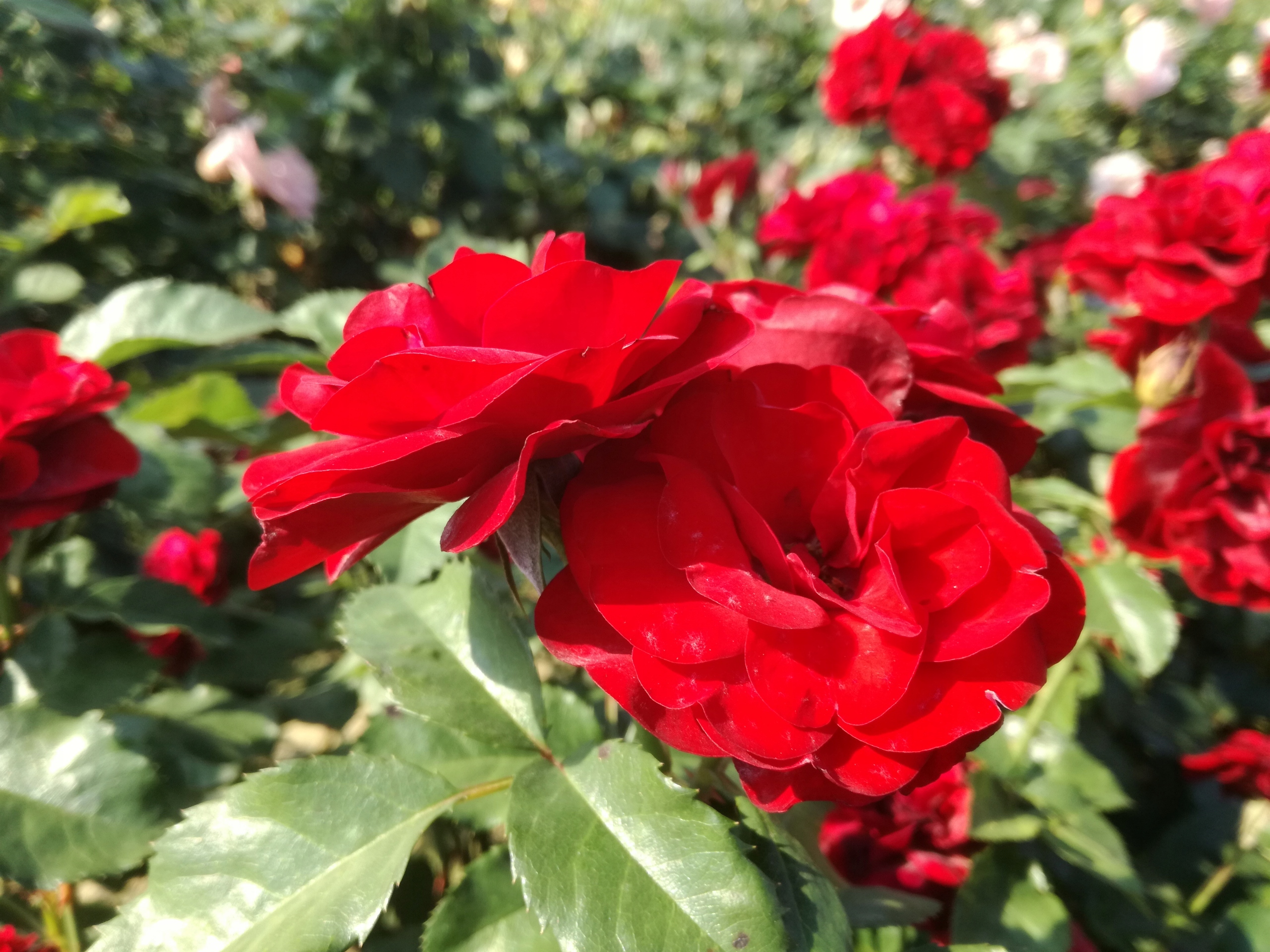 Роза Флорентина 1шт (плетистая) ярко-красная