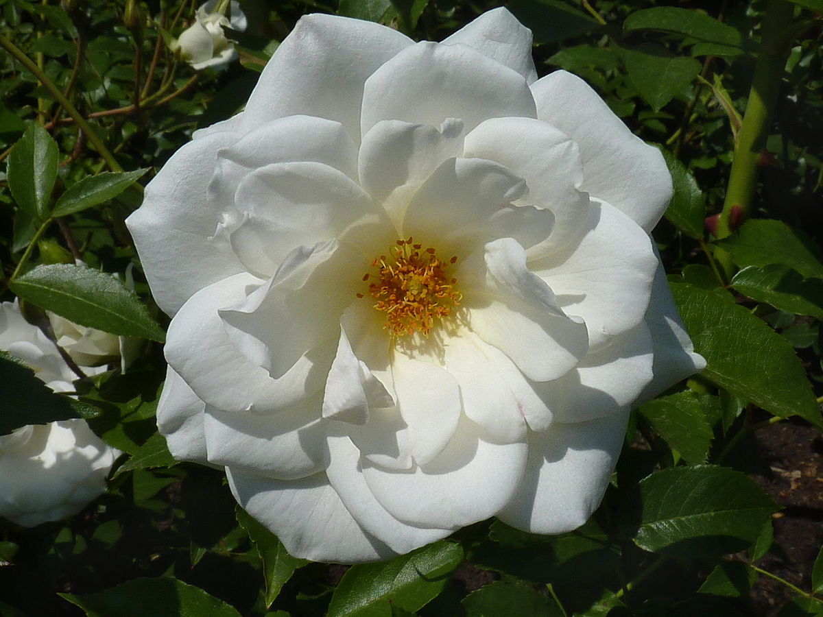 Сорт розы Альба