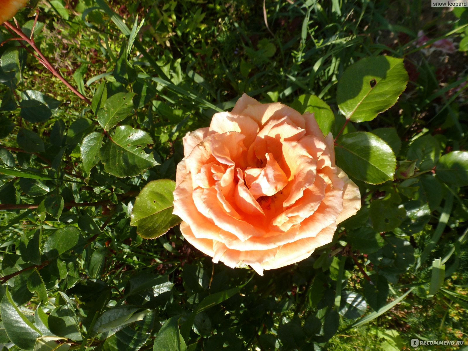Роза ашрам энциклопедия роз