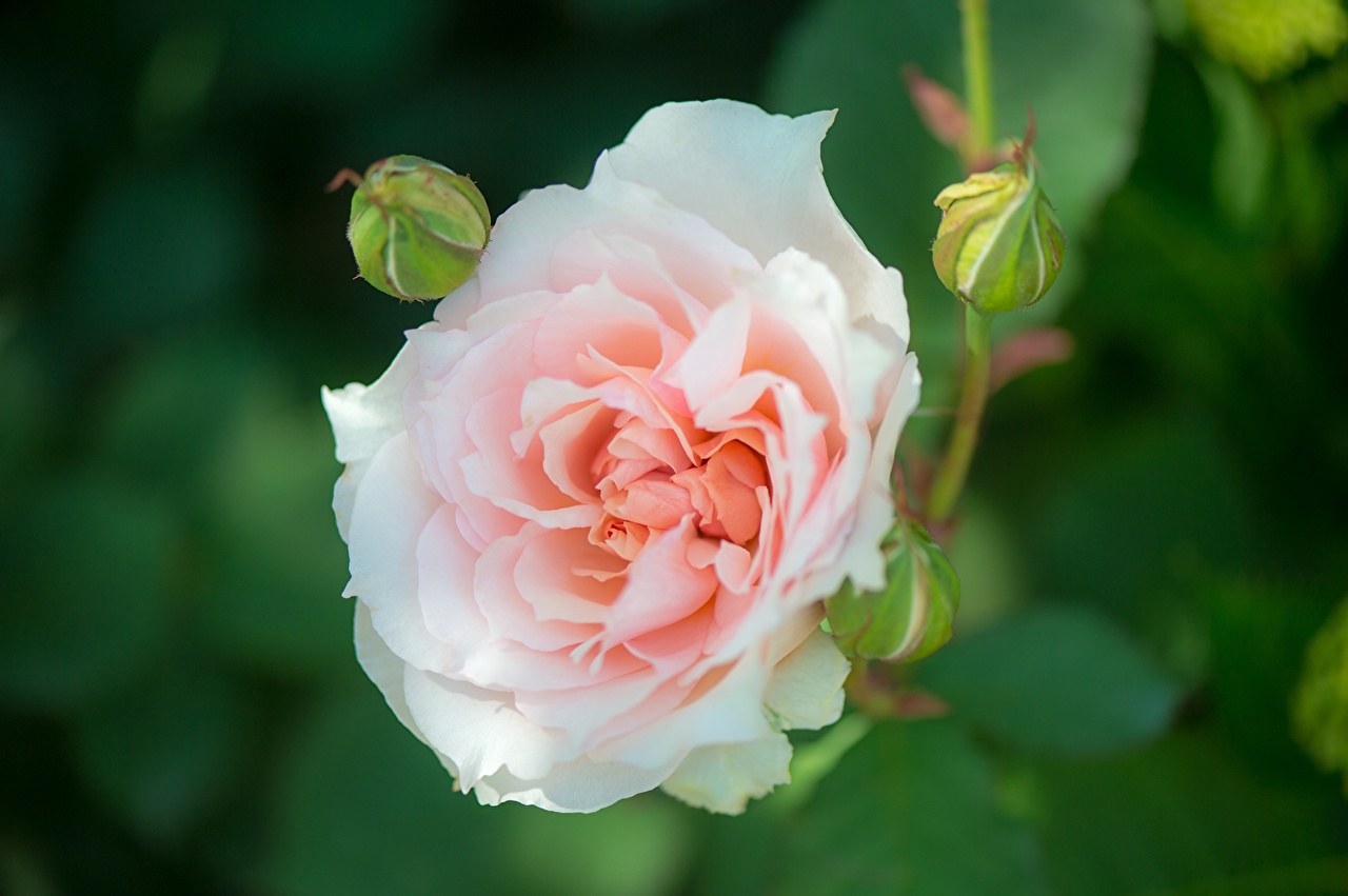 Цветы крупным планом роза бутон
