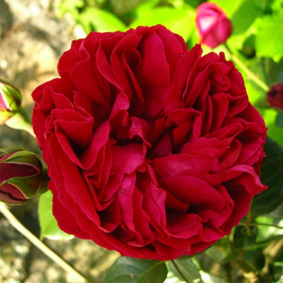 Парковая роза Eric Tabarly