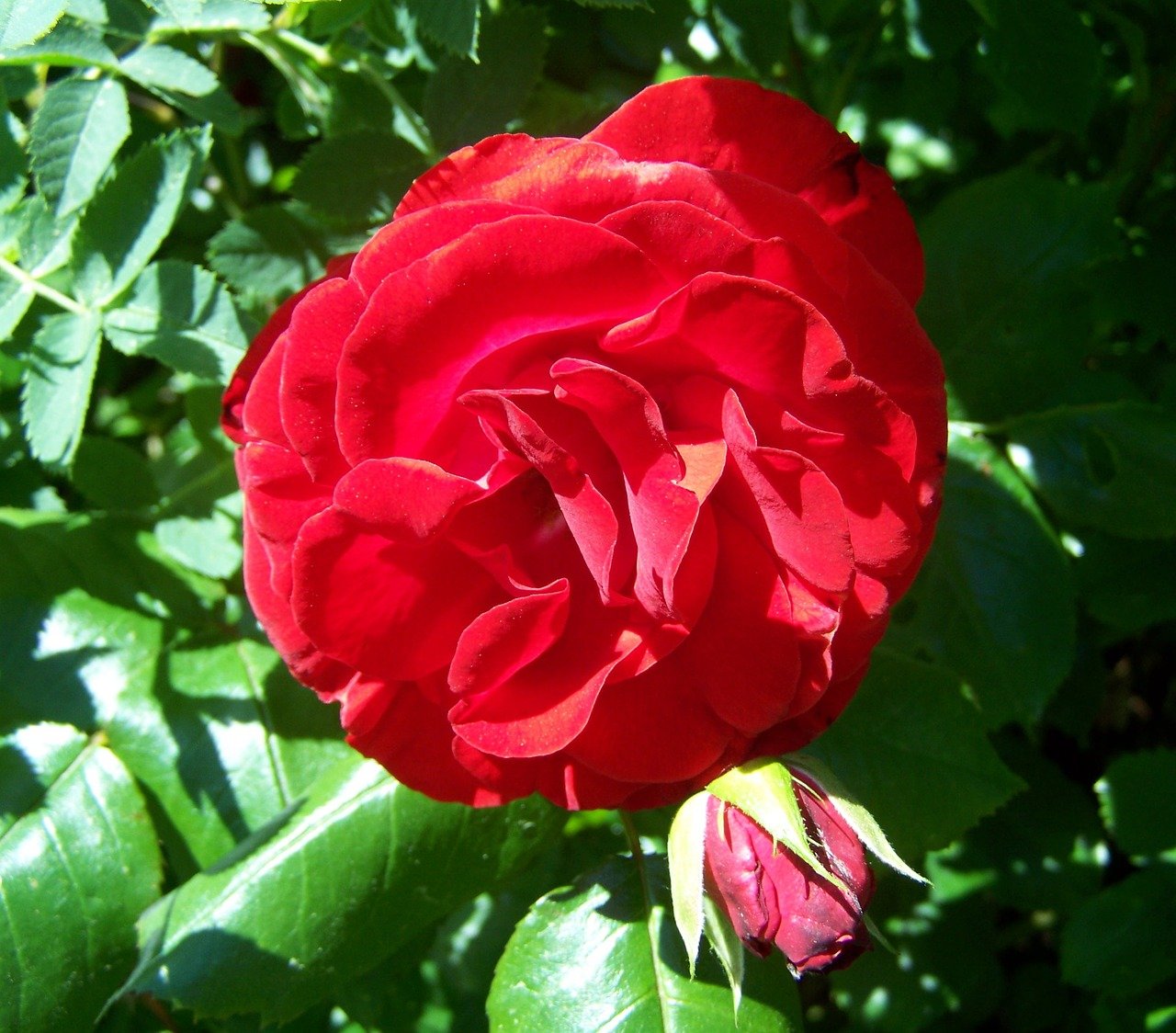 роза таберли фото