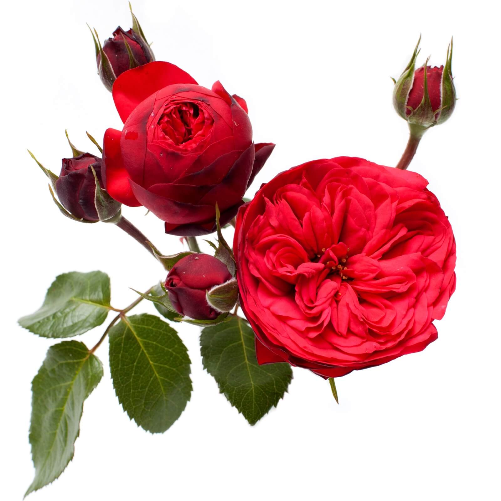 Роза кустовая Гарден Red Piano