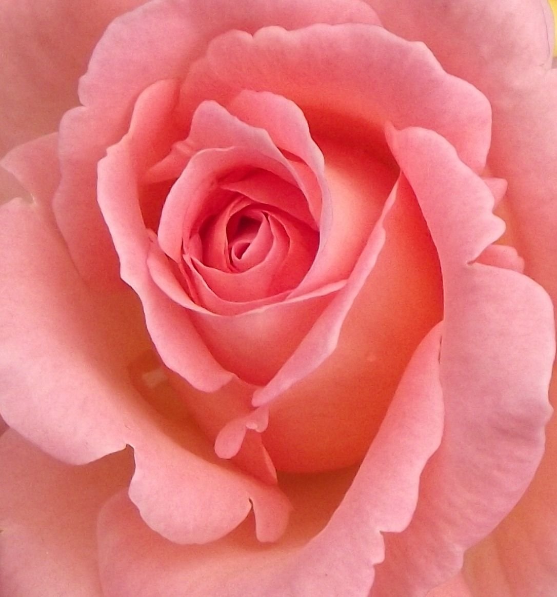 Цвет Чайной Розы