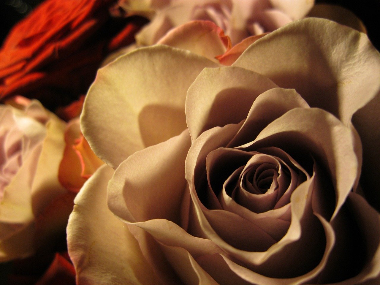 роза коричневого цвета фото