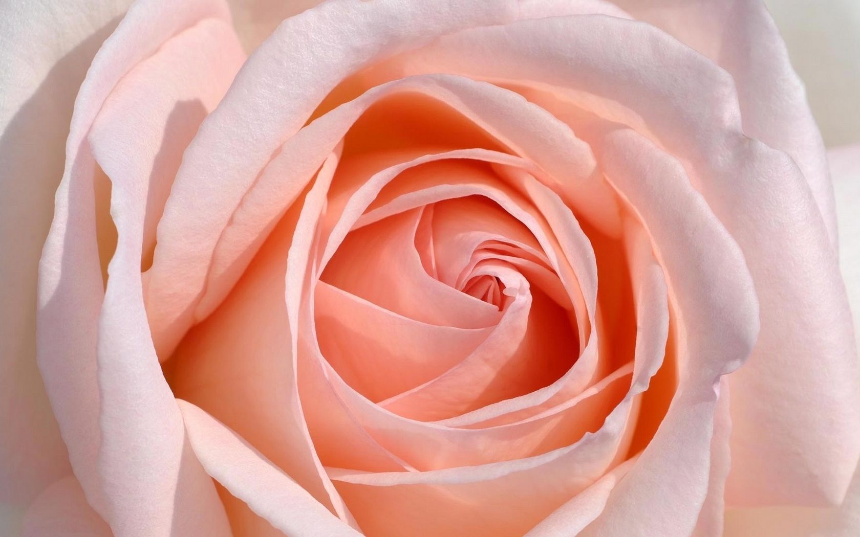 Чайно гибридные розы персикового цвета