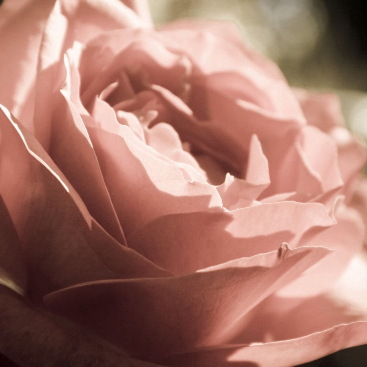 Цвет увядшей розы