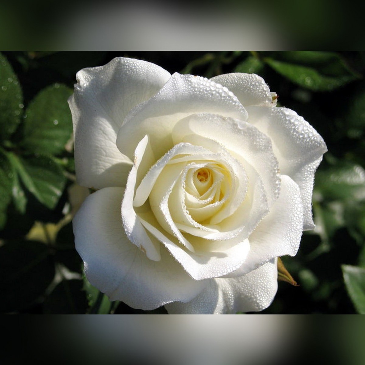 живые белые розы фото