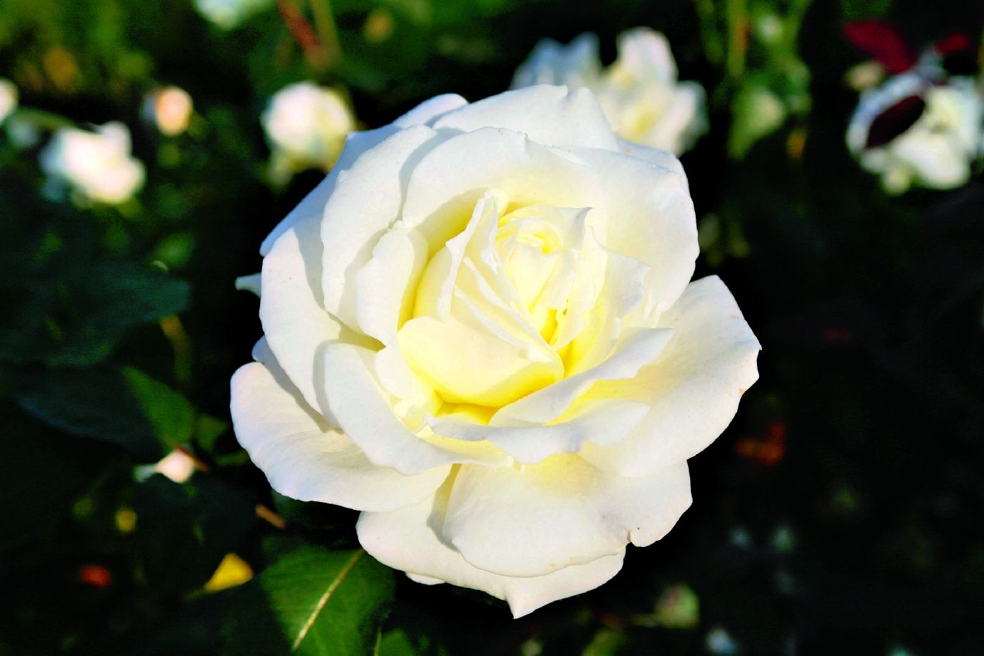 Роза чайно-гибридная белая Мемори