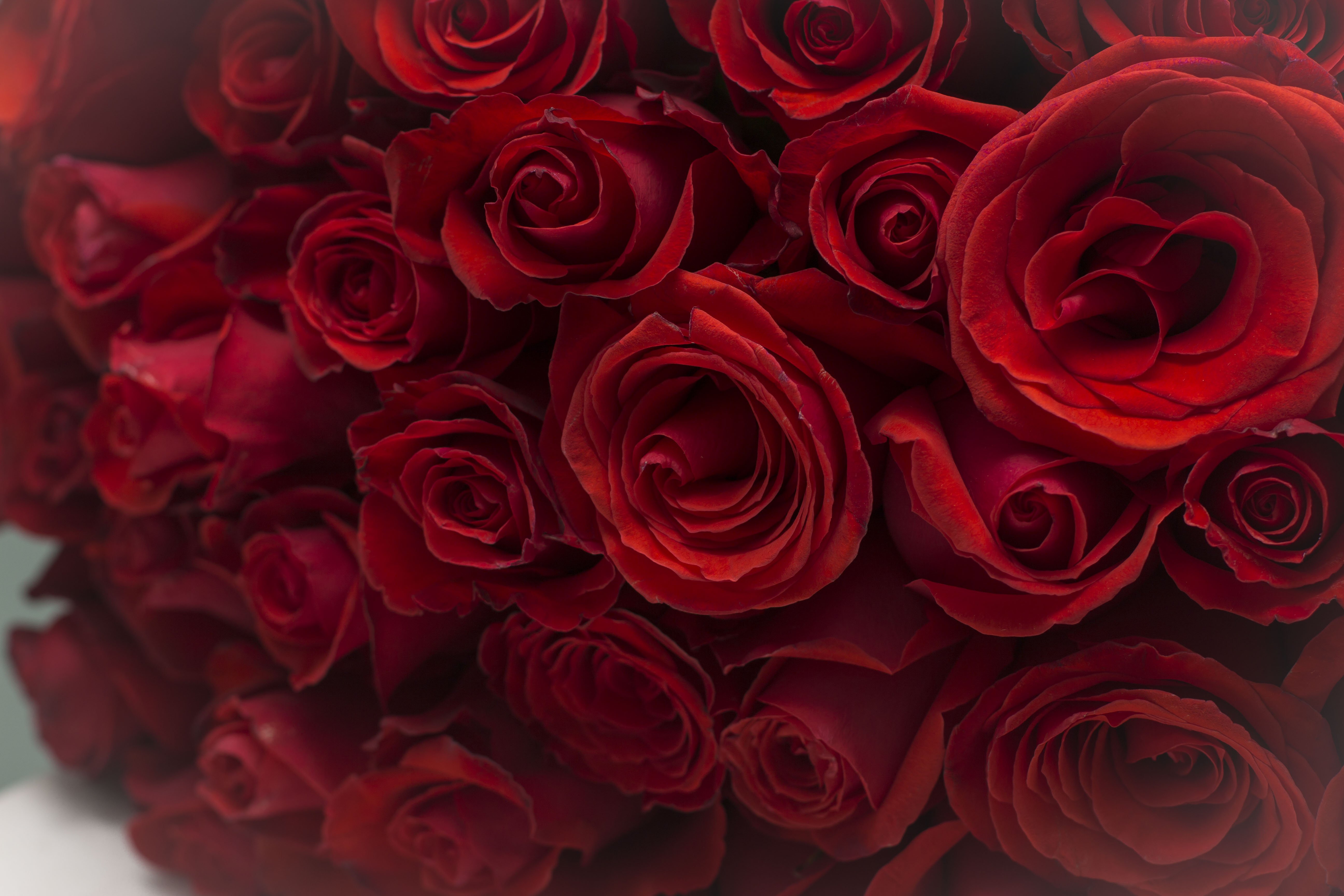 Пушистые розы красные 1