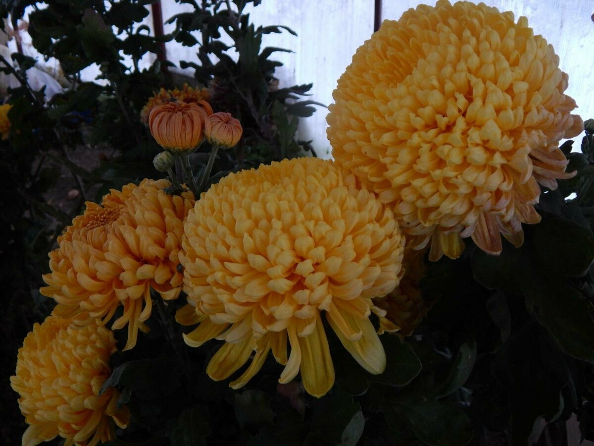 Хризантема крупноцветковая Брайтон