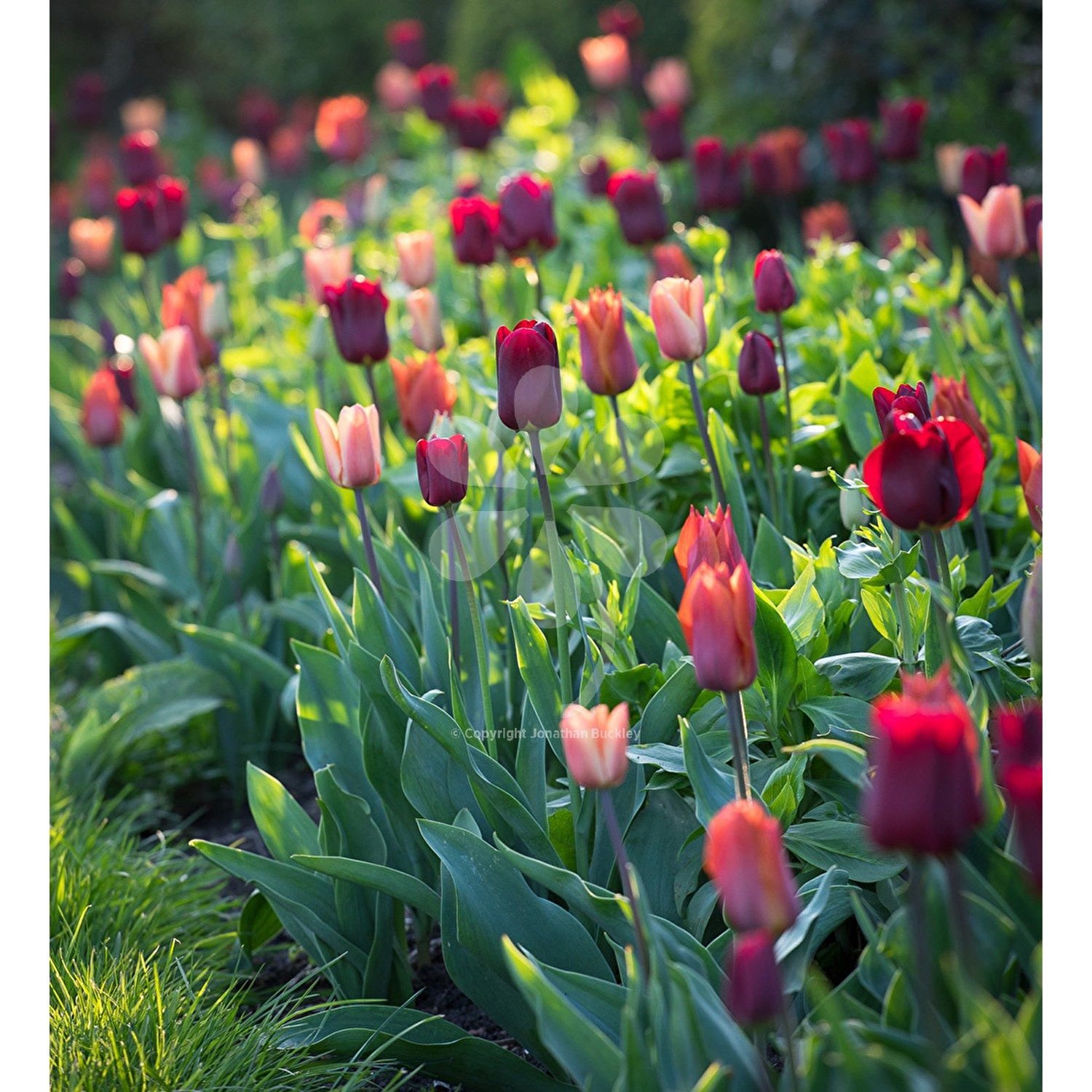Тюльпан многоцветковый Волфлавер