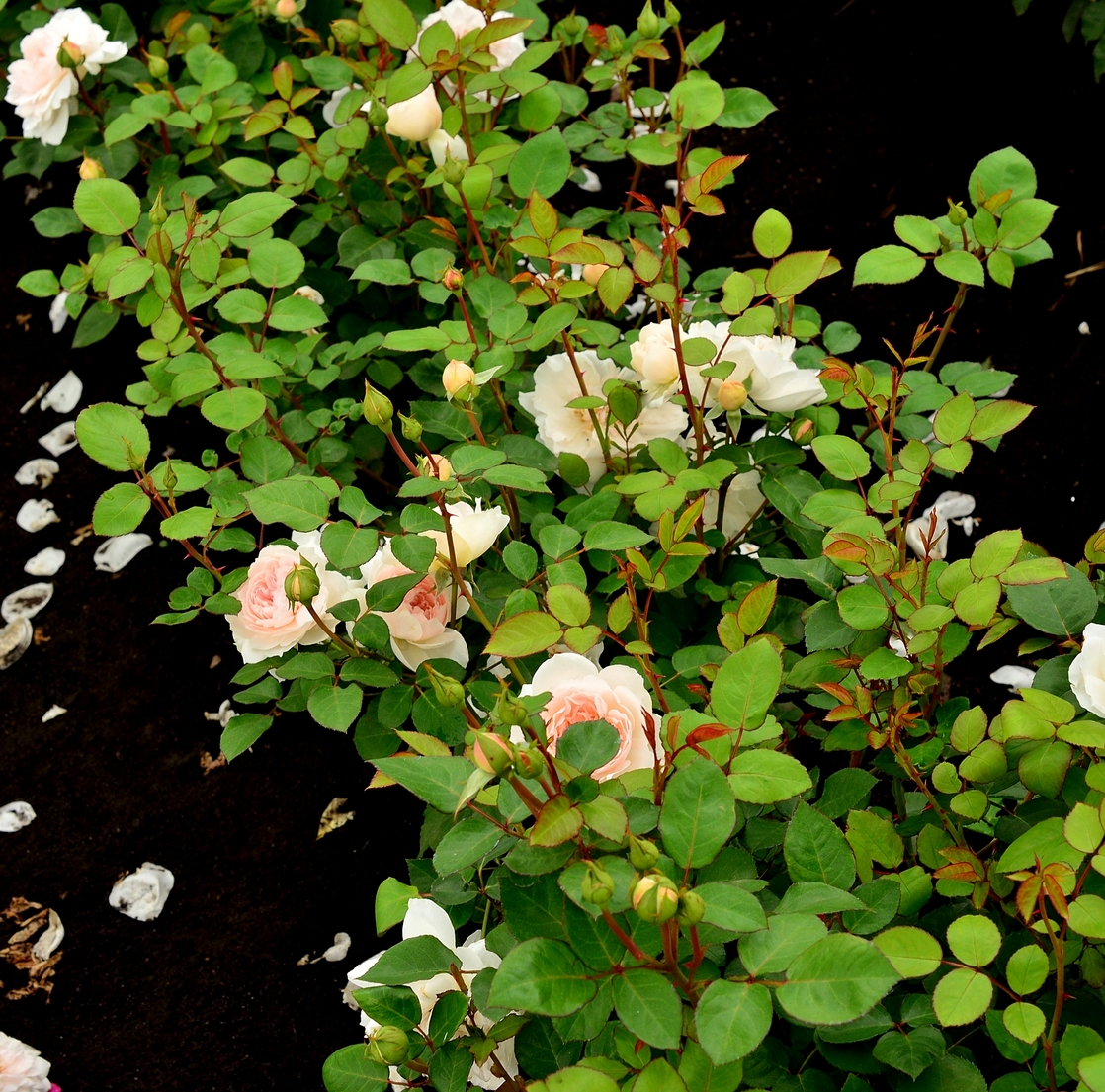 Кустовая роза Анастасия
