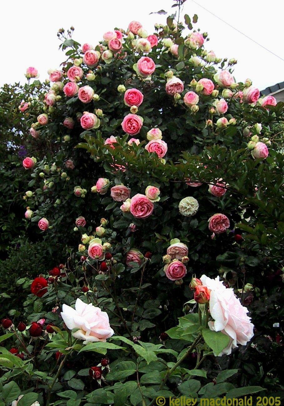 Эден Роуз роза плетистая