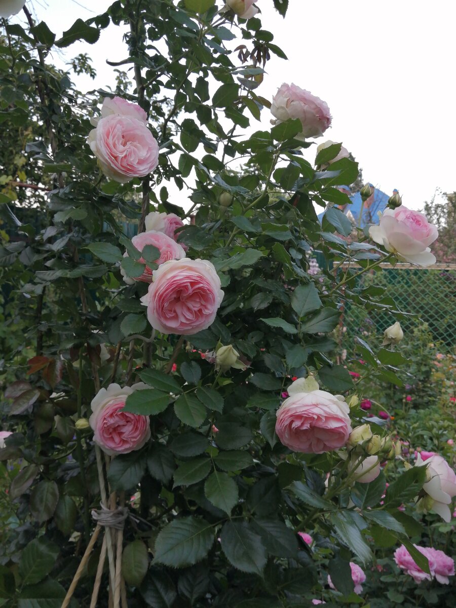 Штамбовая роза Пьер де Ронсар