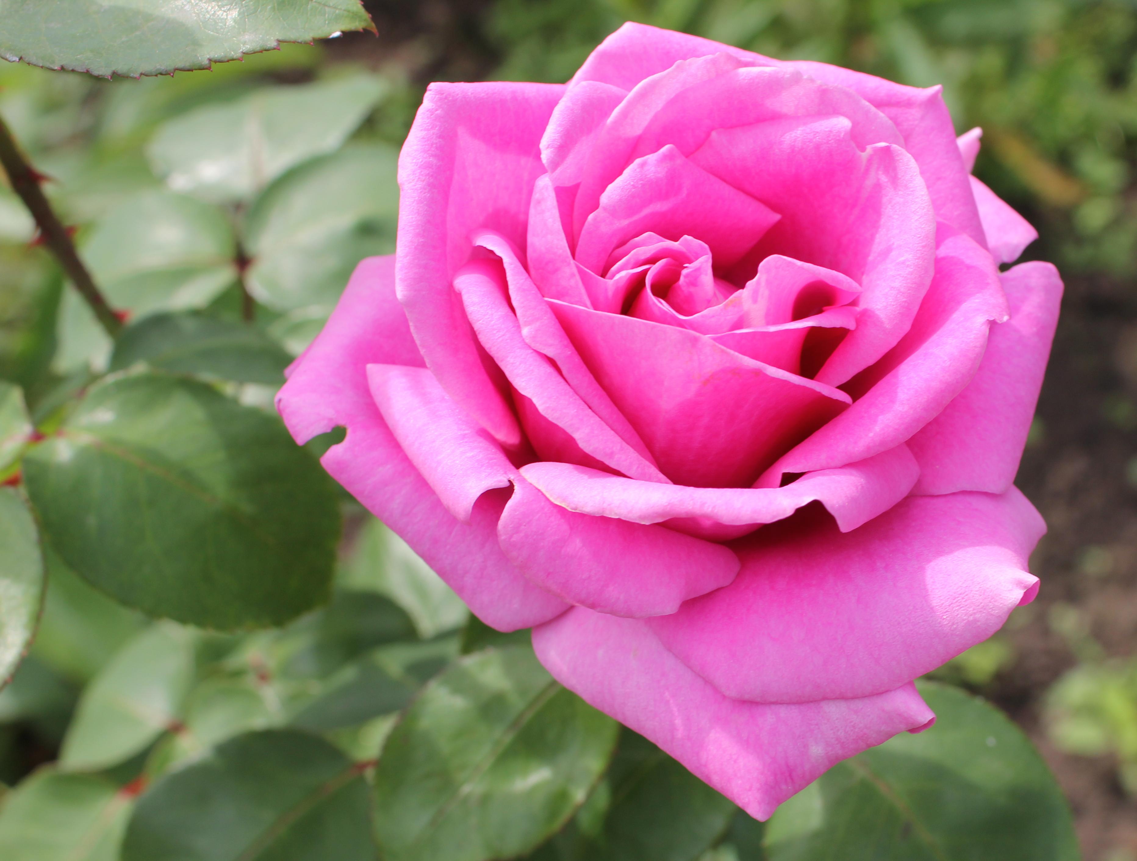 Роза Майнзер домашнее цветение