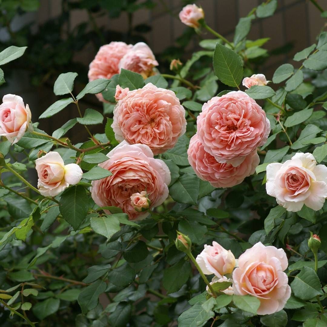 Роза английская (Rose old Abraham Darby