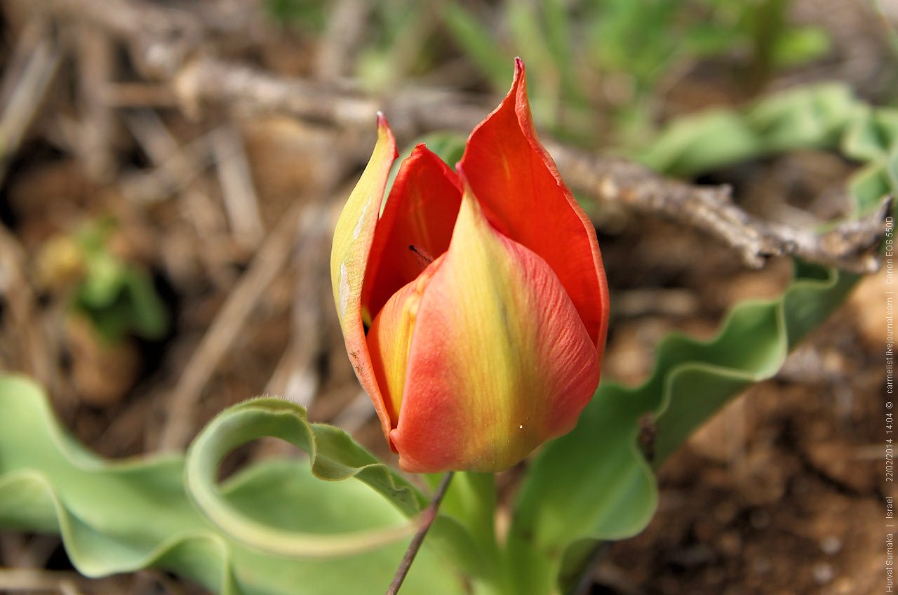 Saami тюльпан