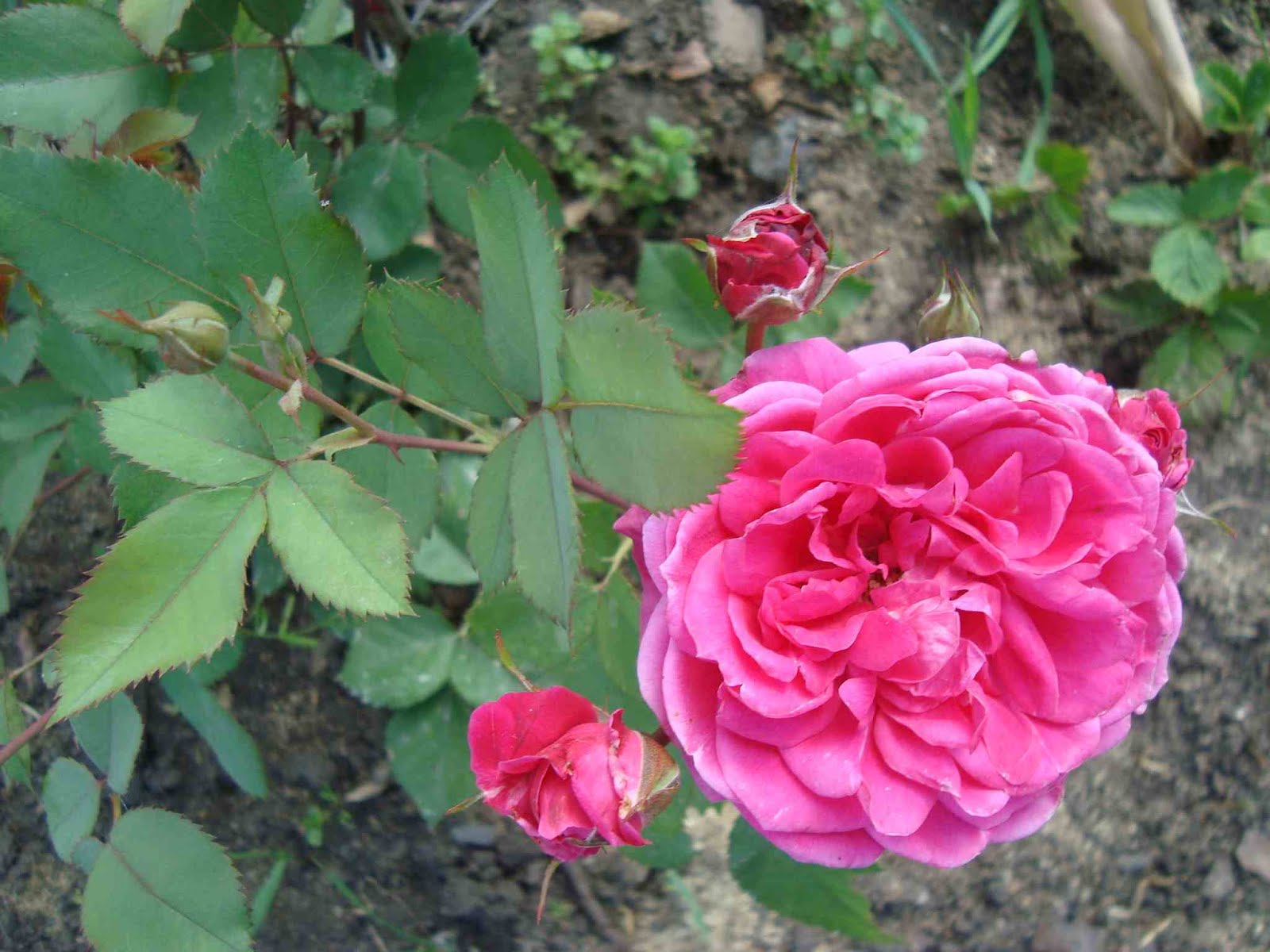 Роза Парковая двухцветная