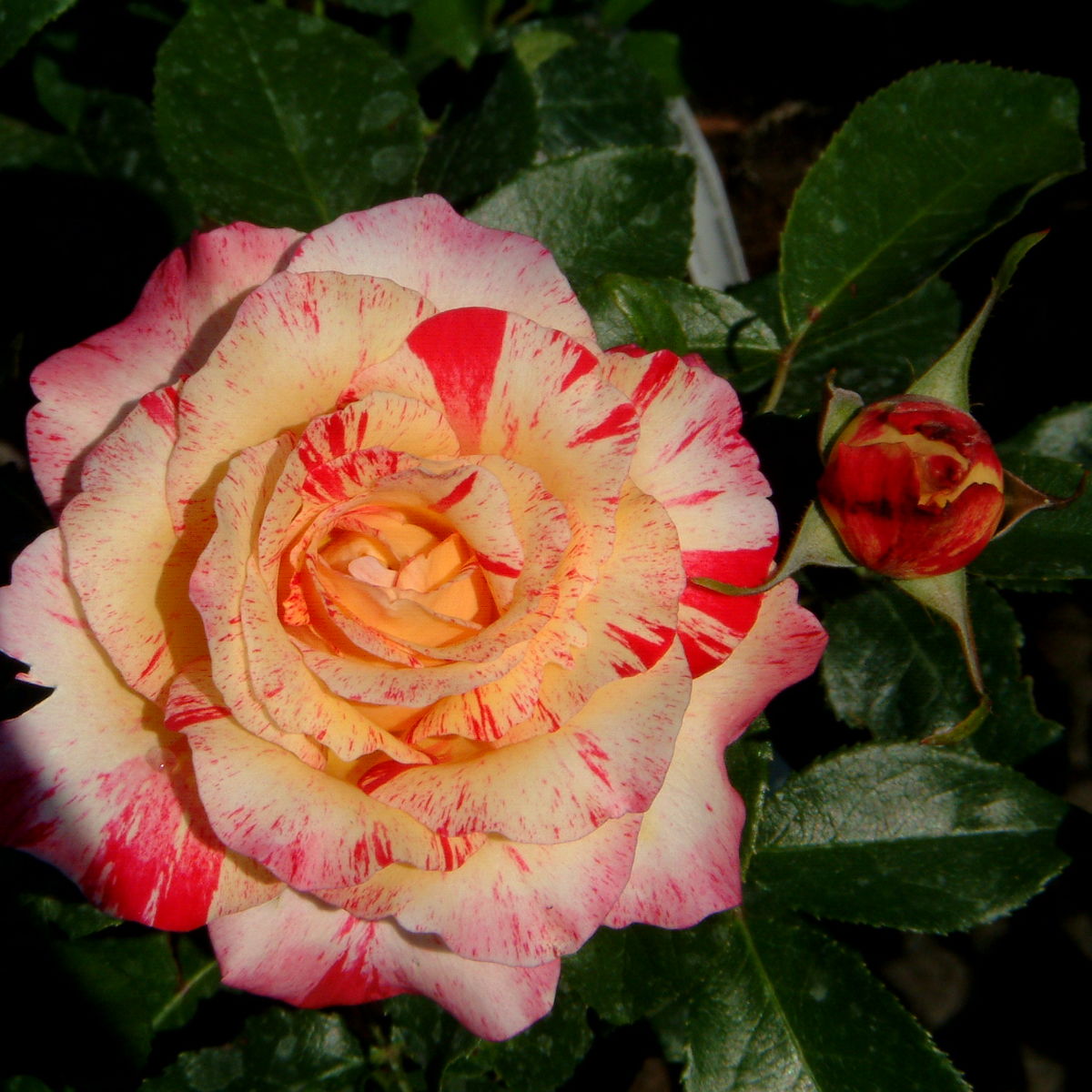 Сорт розы Камиль Писсарро