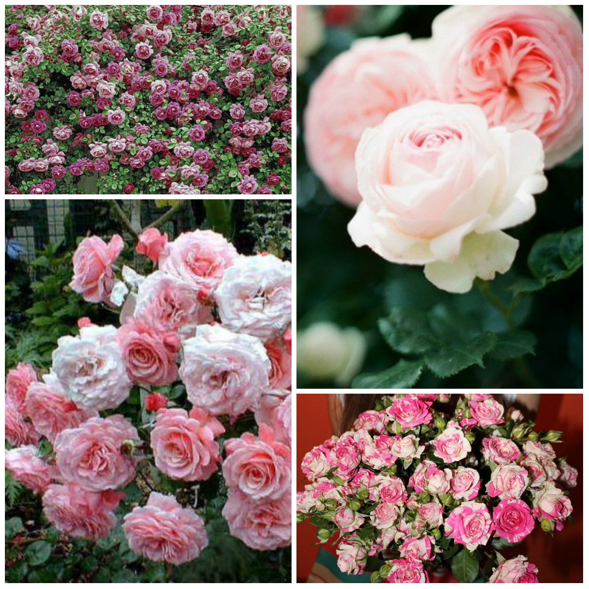 садовые розы сорта и виды фото