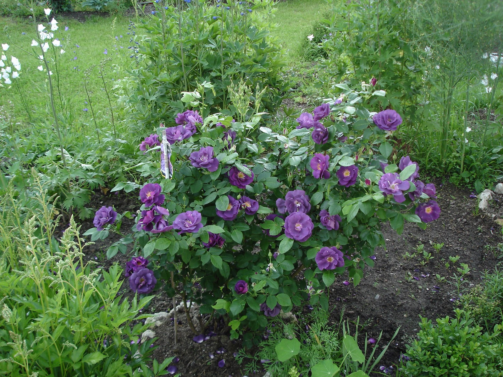 Роза фиолетовая рапсодия