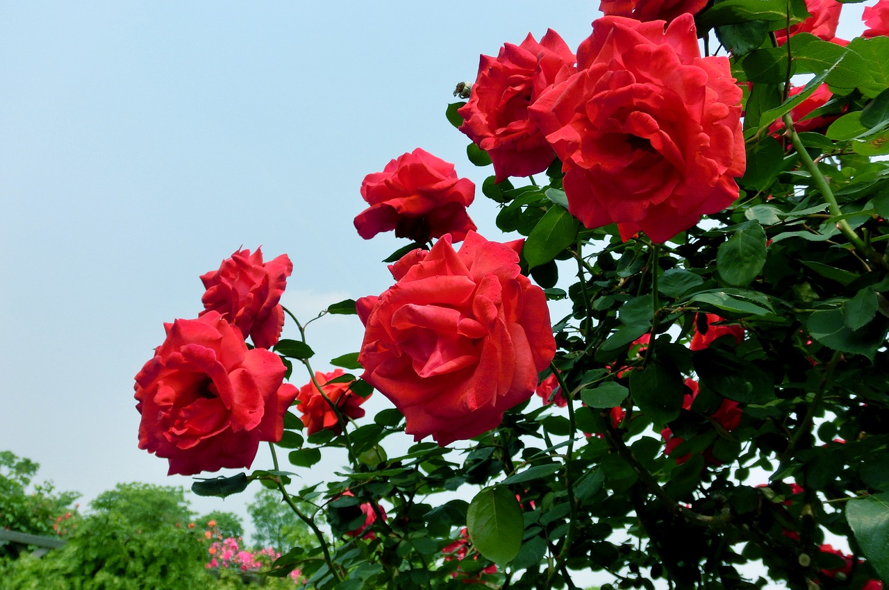 China розы цветы