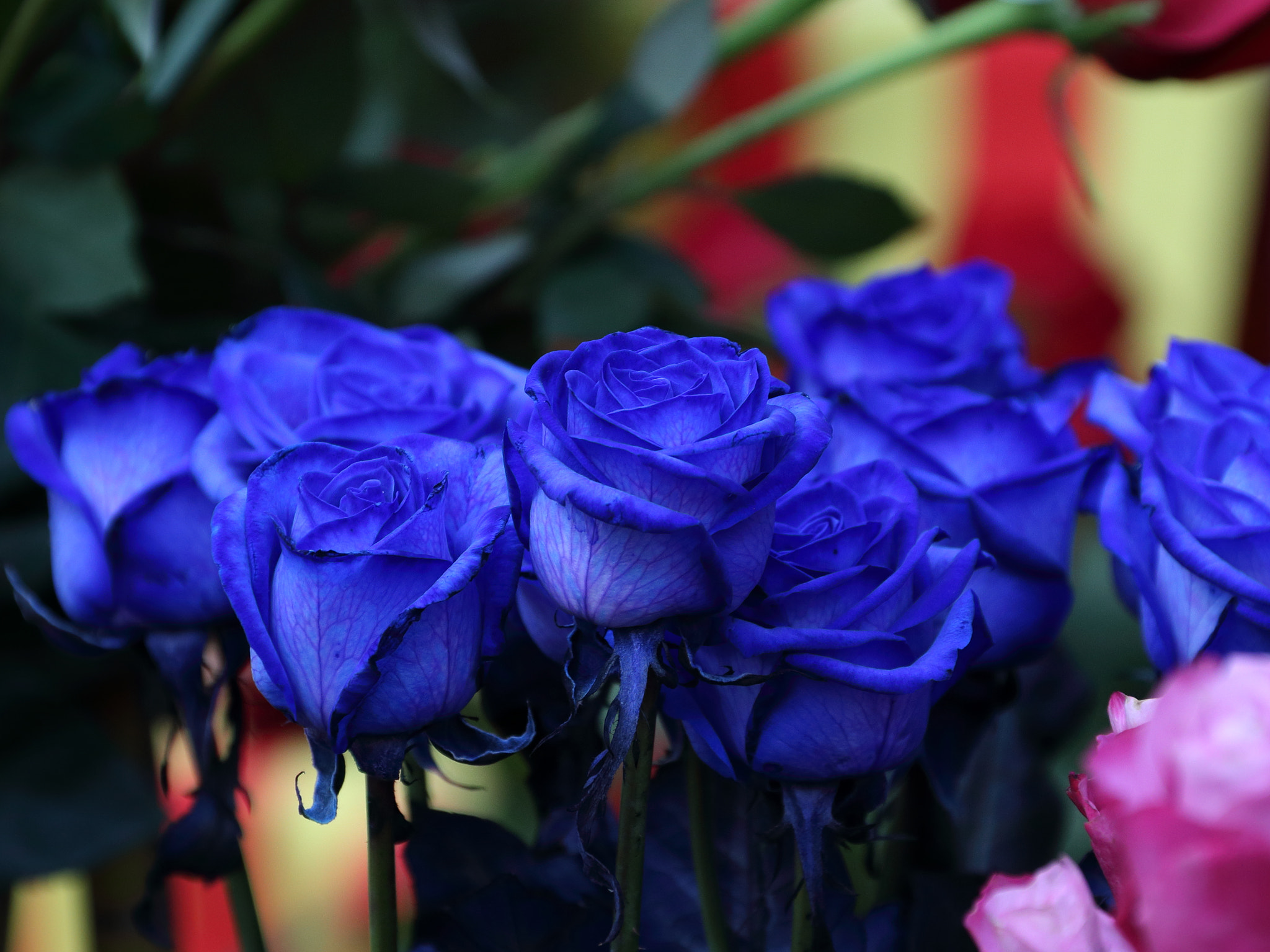 Английские розы голубые фото