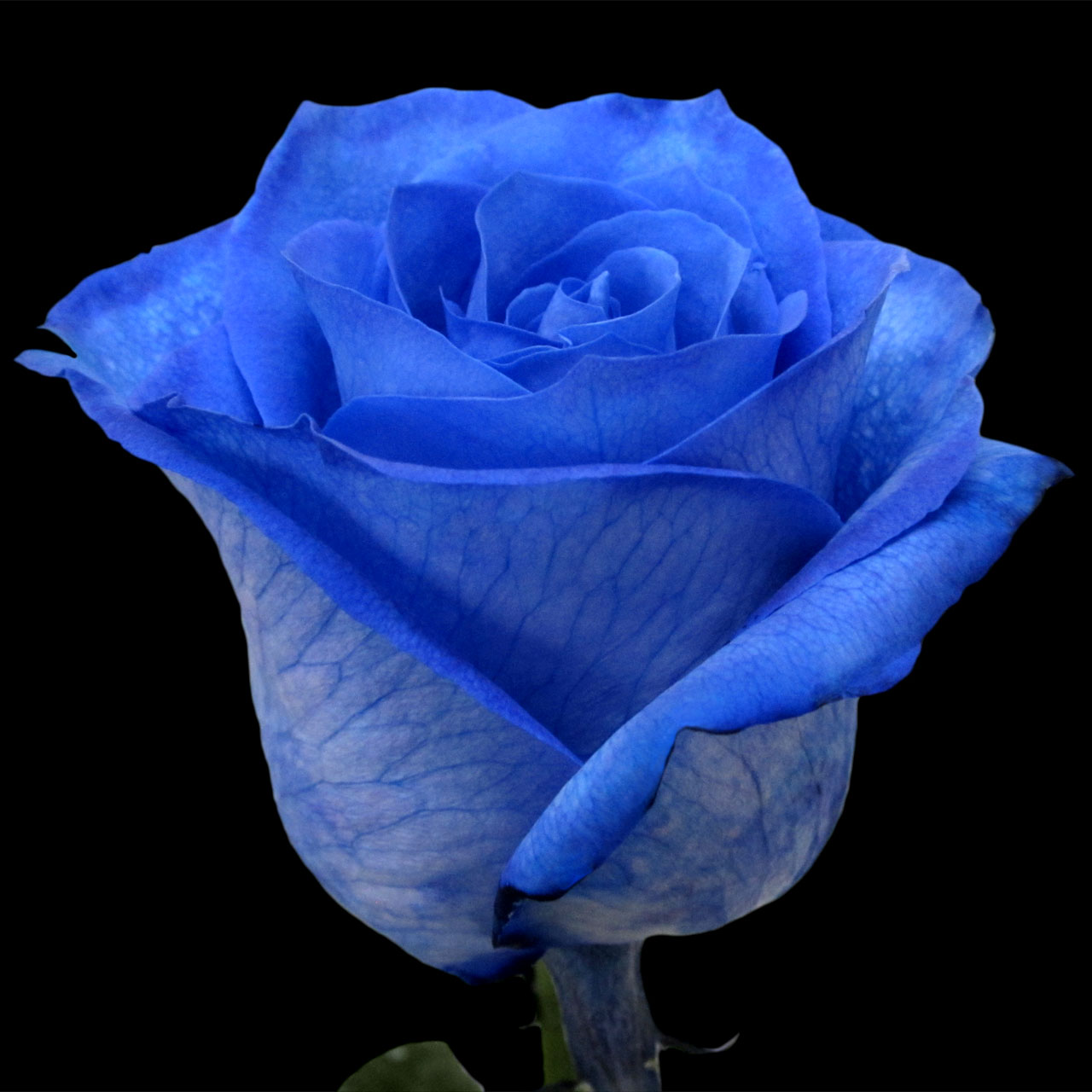 Роза Венделла синяя