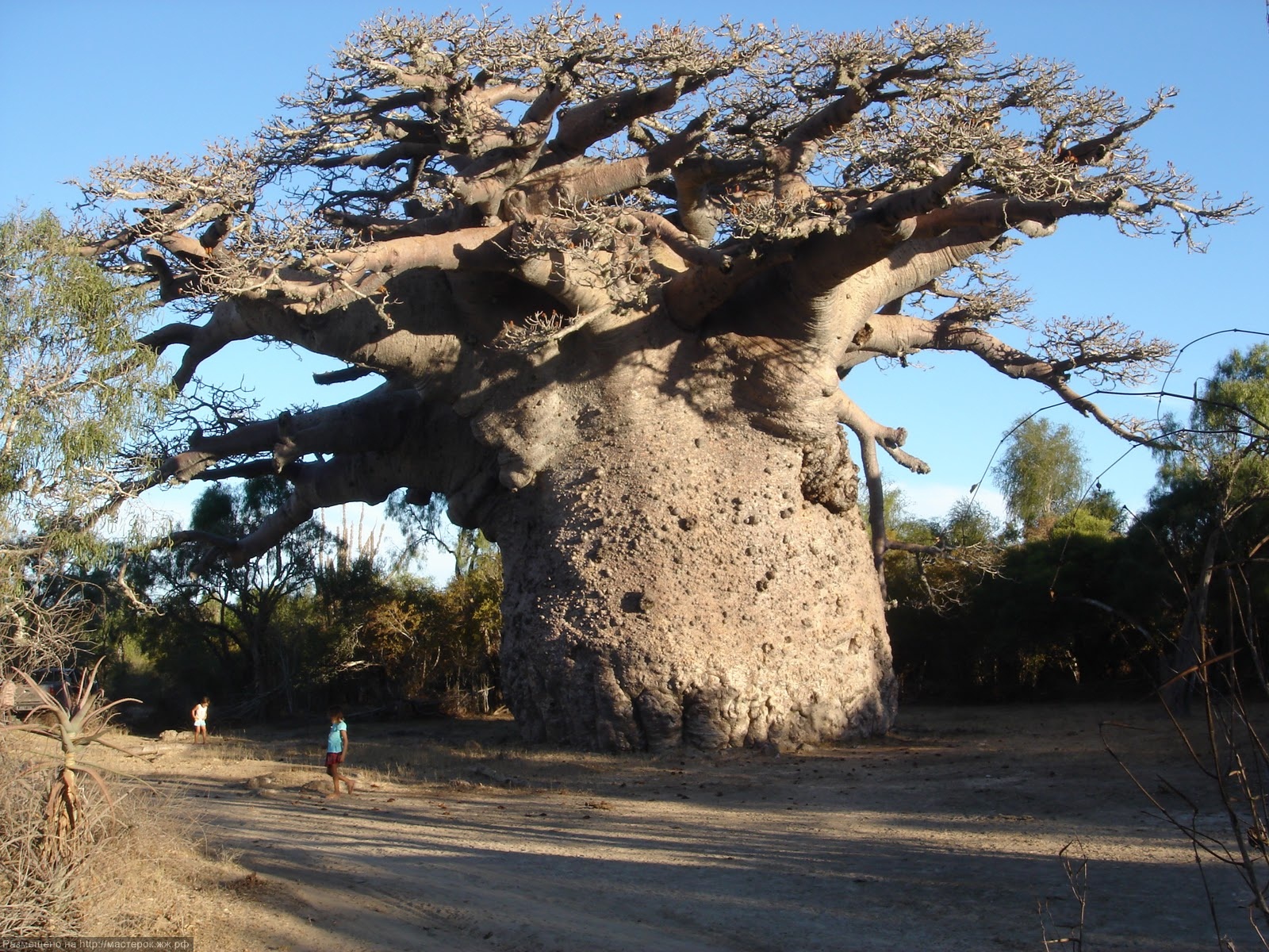 Баобаб дерево ареал
