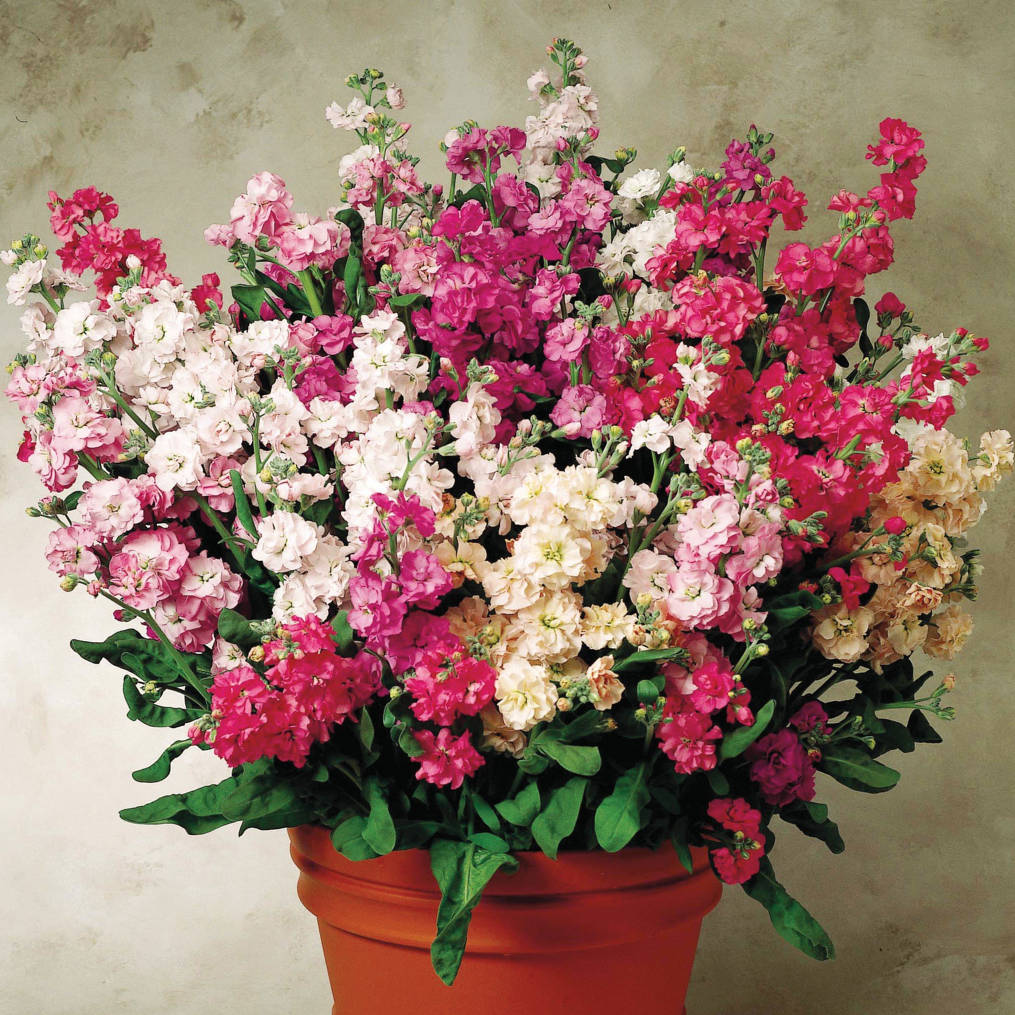 Левкой (Matthiola)