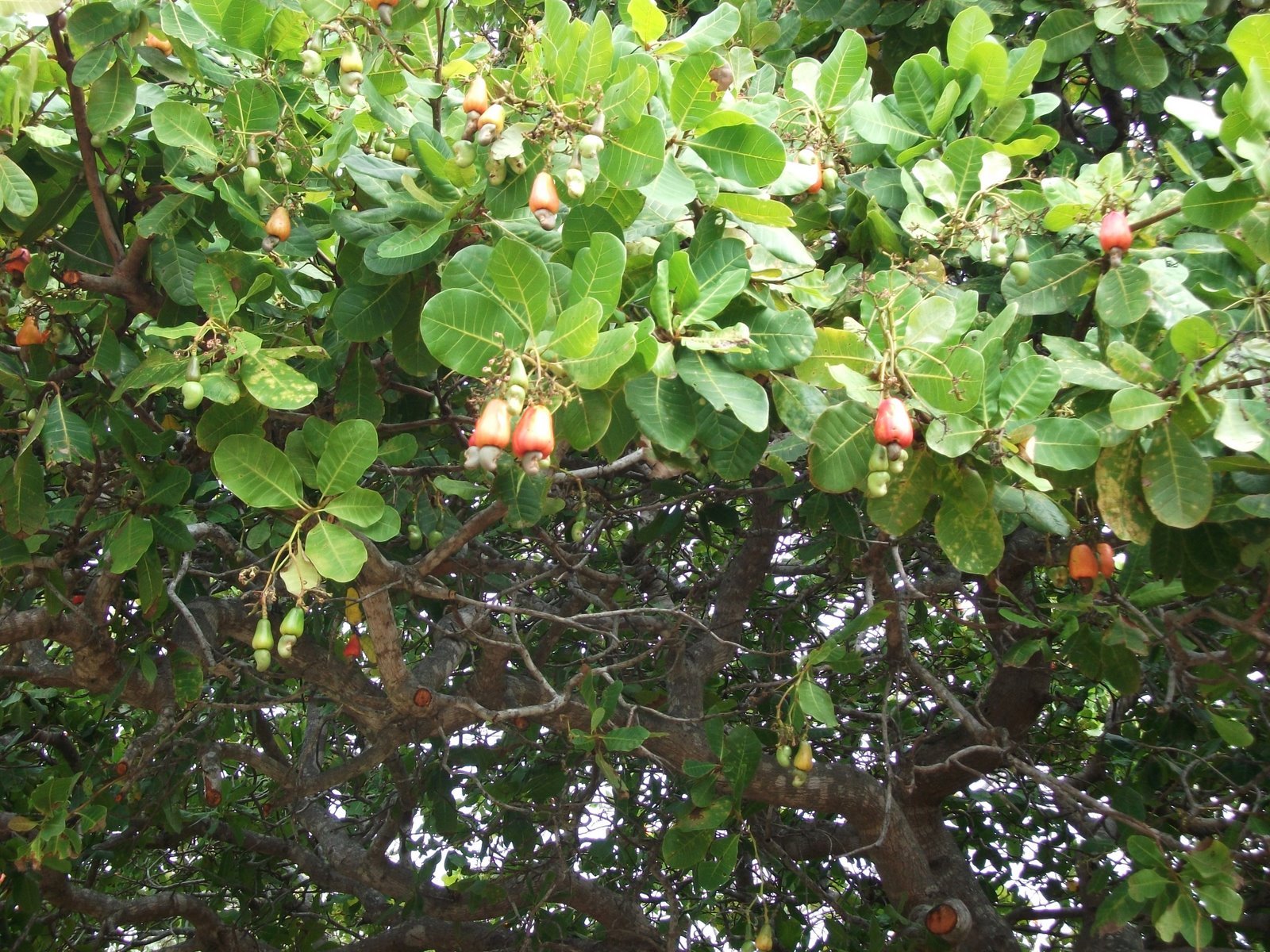 Анакардиум дерево