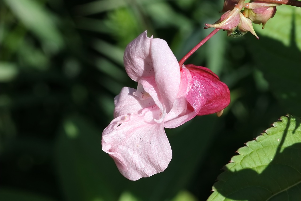 Impatiens растение