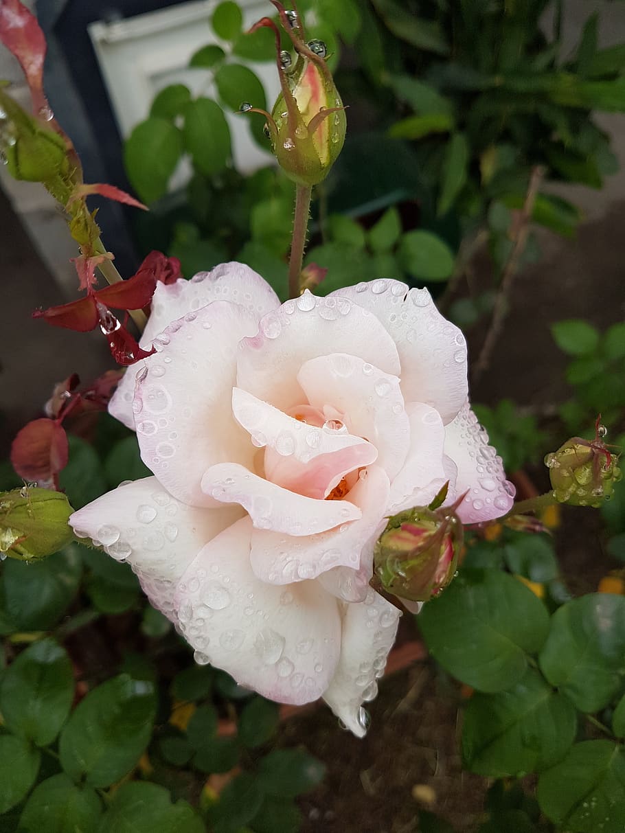 Белоснежка Роза