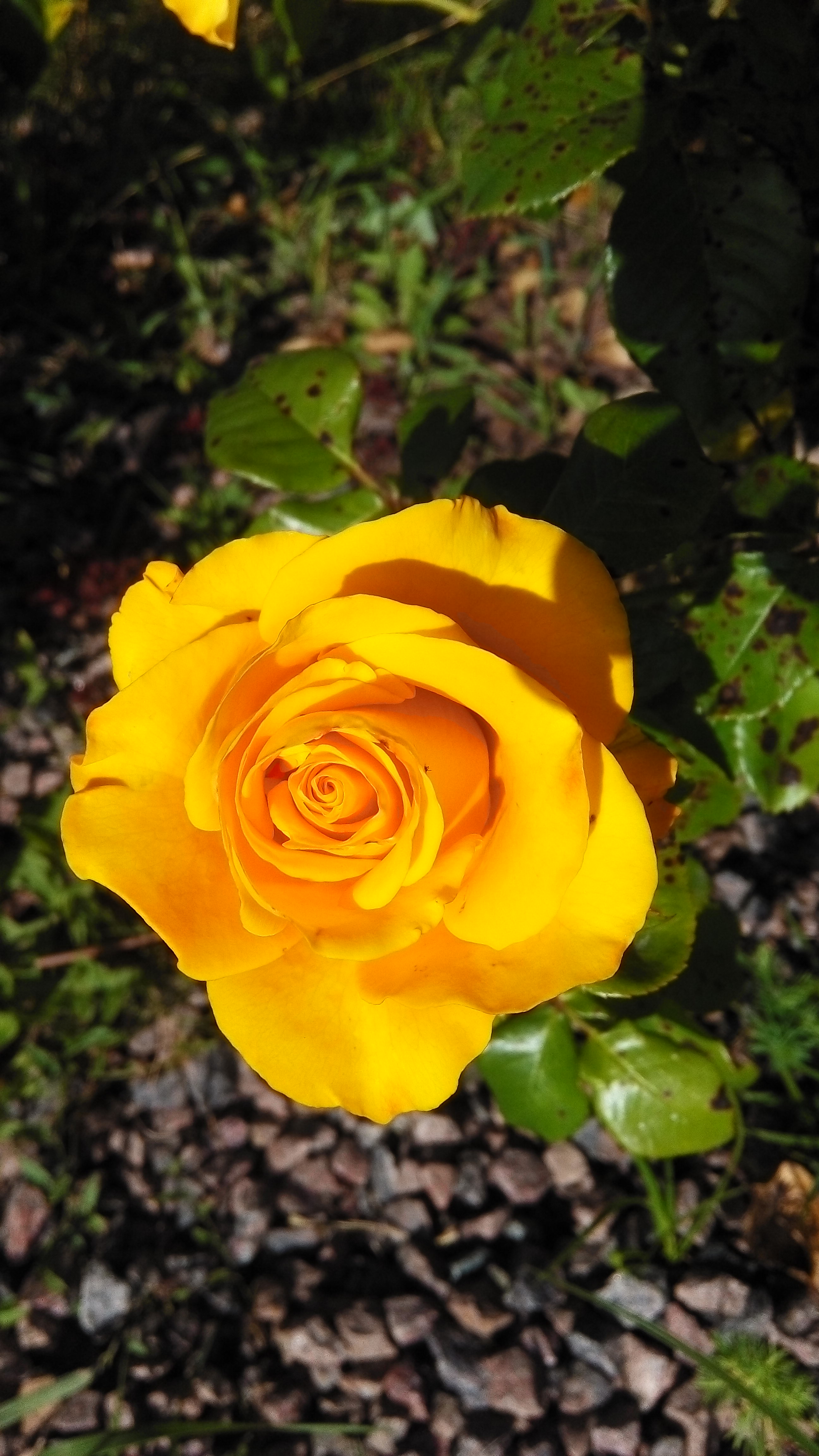 Роза чайно-гибридная керио желтая