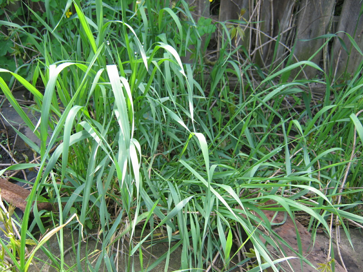 Пырей ползучий Elytrigia repens l.