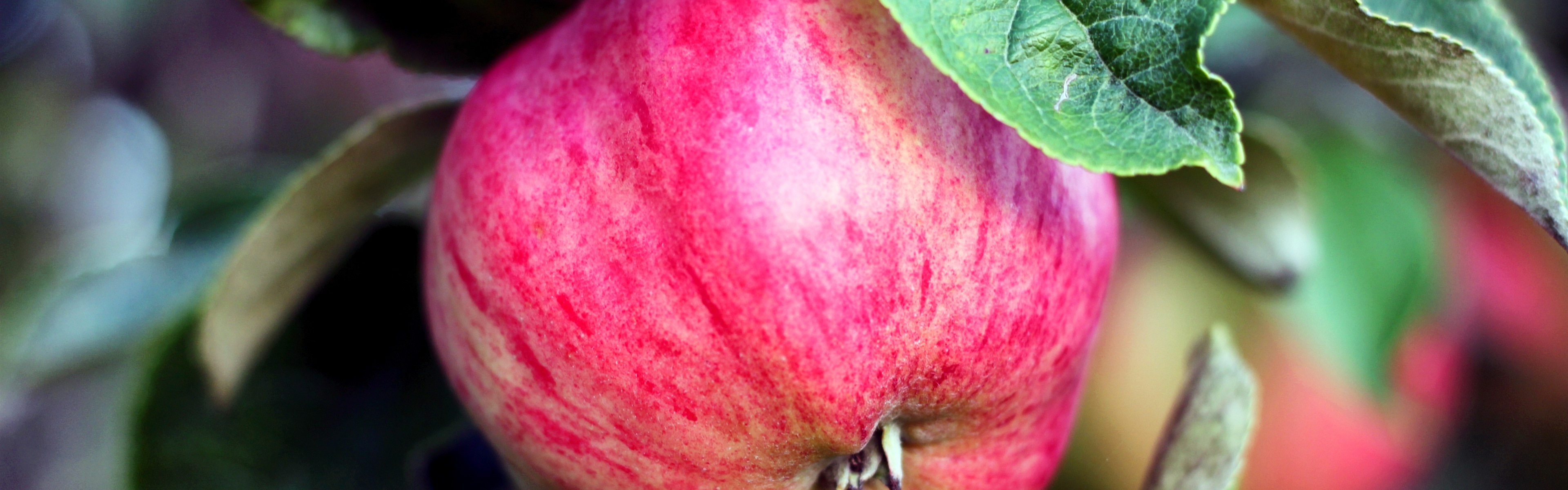 Яблоня с белбелорозовыми плодами