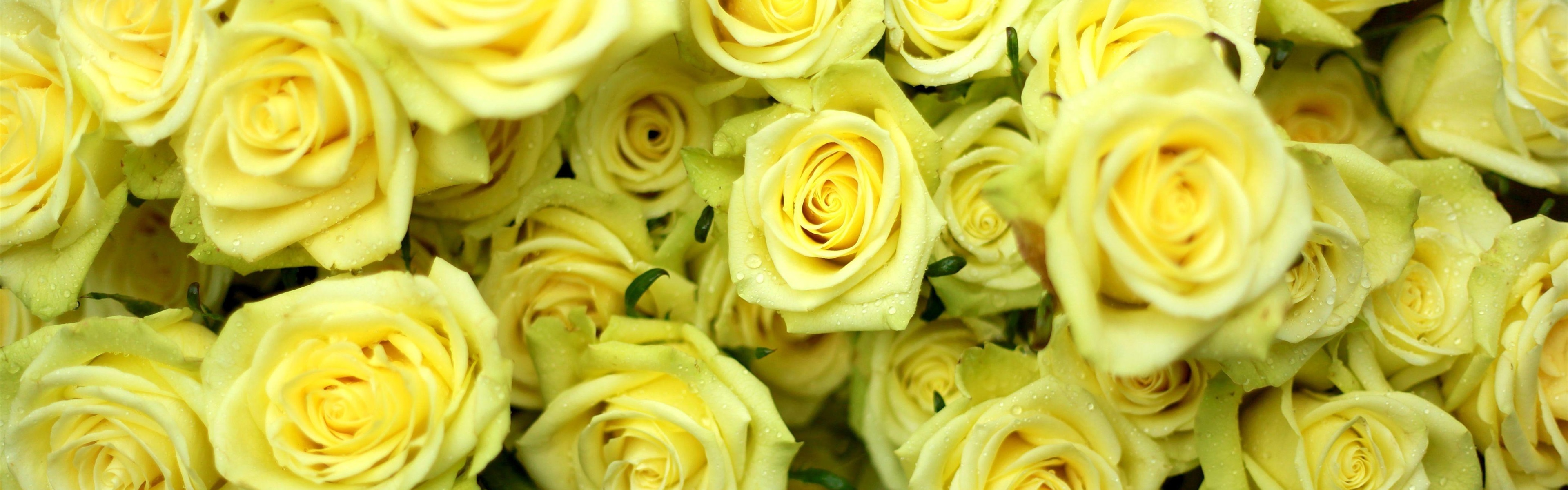 Цветы розы лимонные