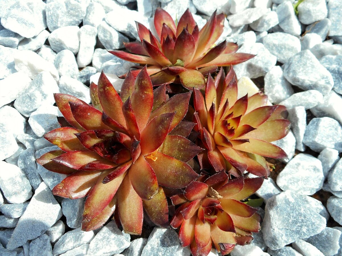 Молодило, «каменная роза» (Sempervivum)