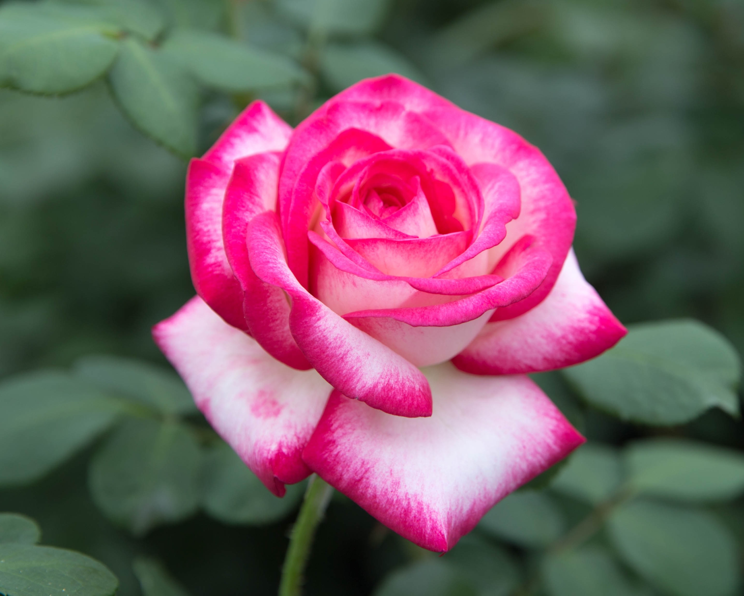 Роза wielkokwiatowa