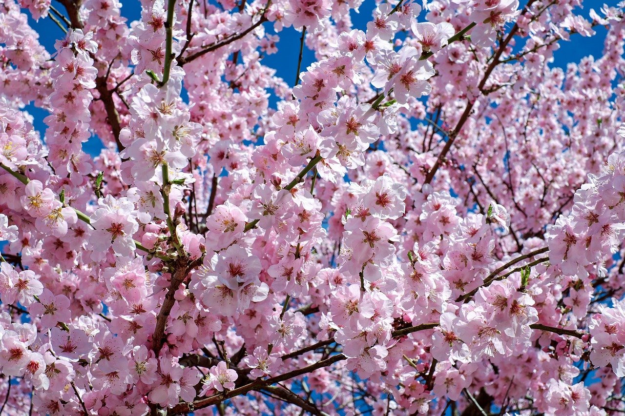 Фото Цветущие Деревья Весной
