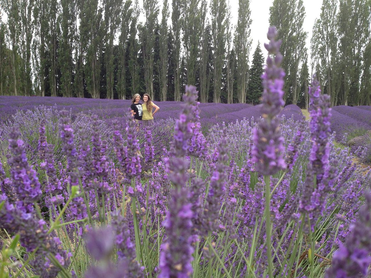 Фиолетовые цветы в поле в июне