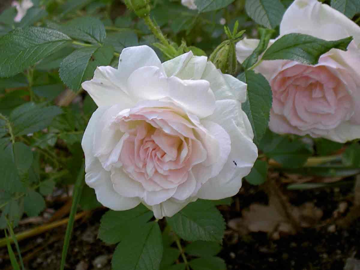 Питомник меховских розы заказ на 2021