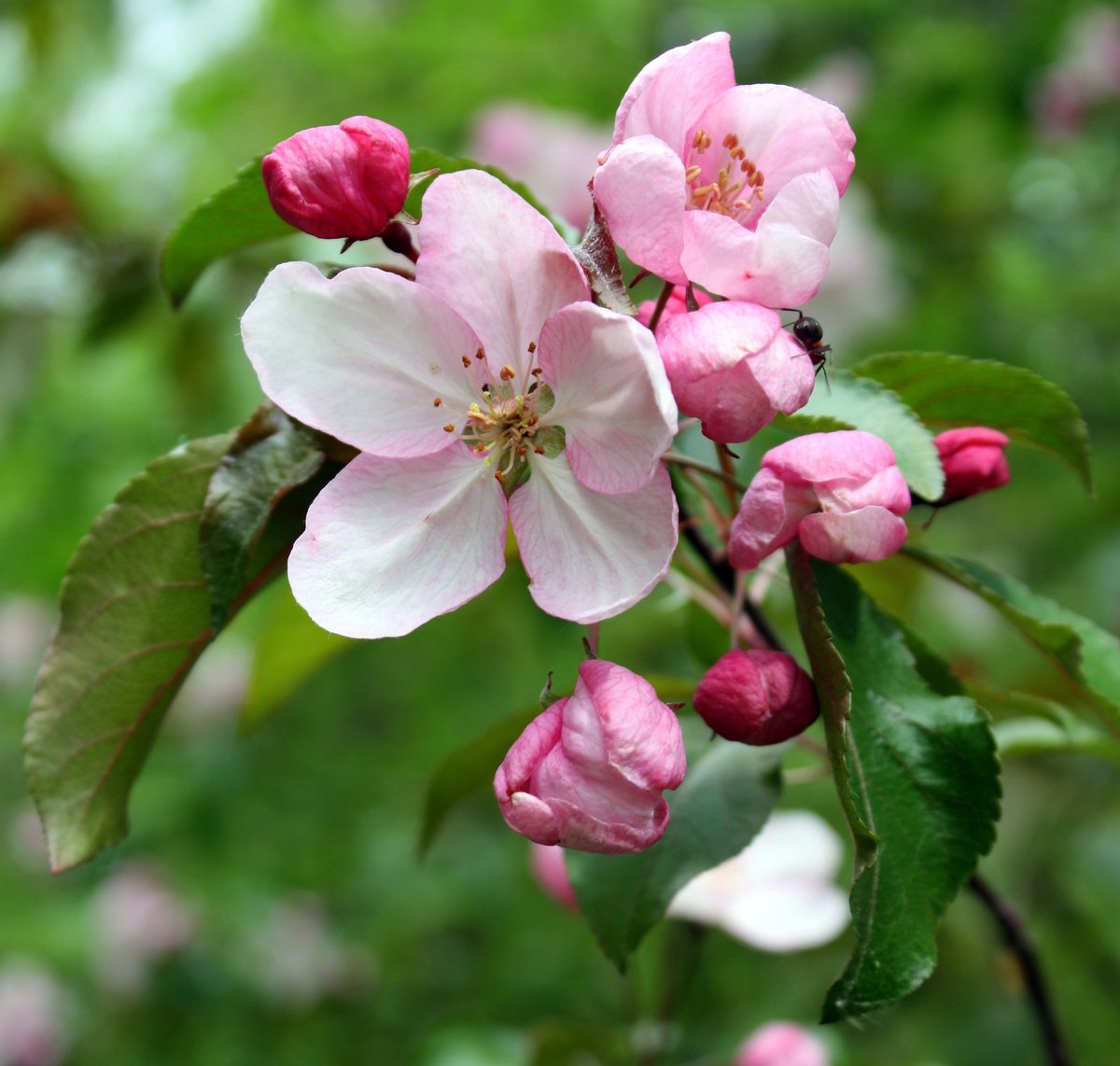 Ранетка яблоня цветение