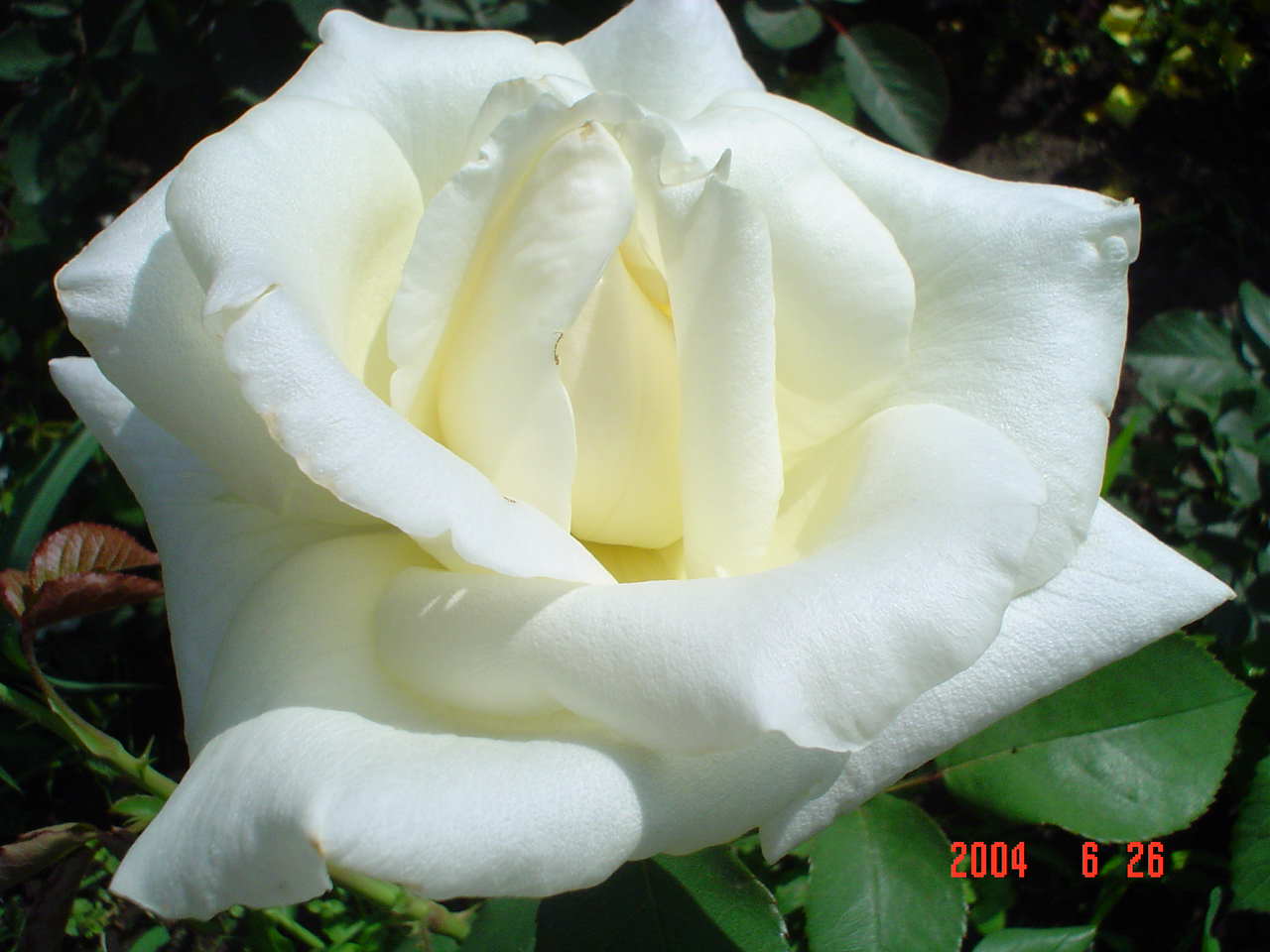 Роза чайно-гибридная Паскаль