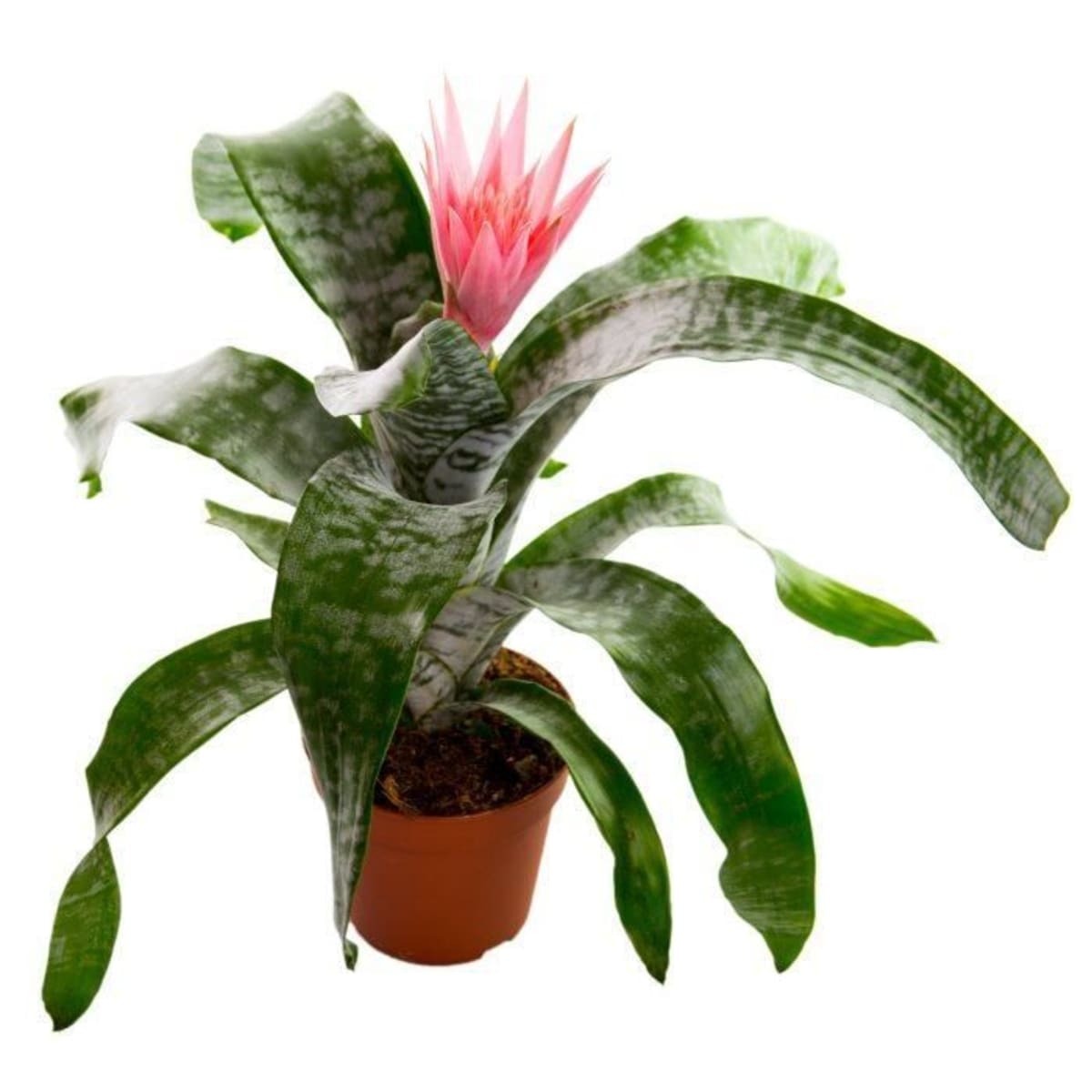 Эхмея полосатая Aechmea fasciata